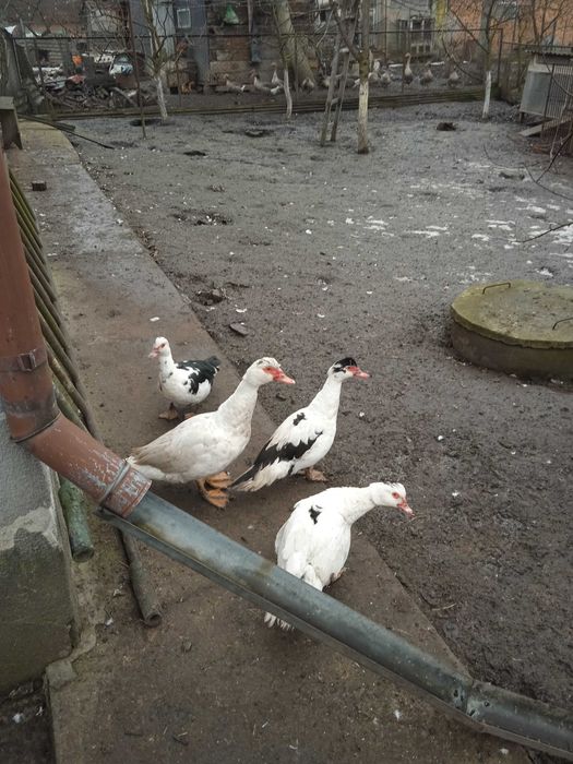 Індокачки на плем'я