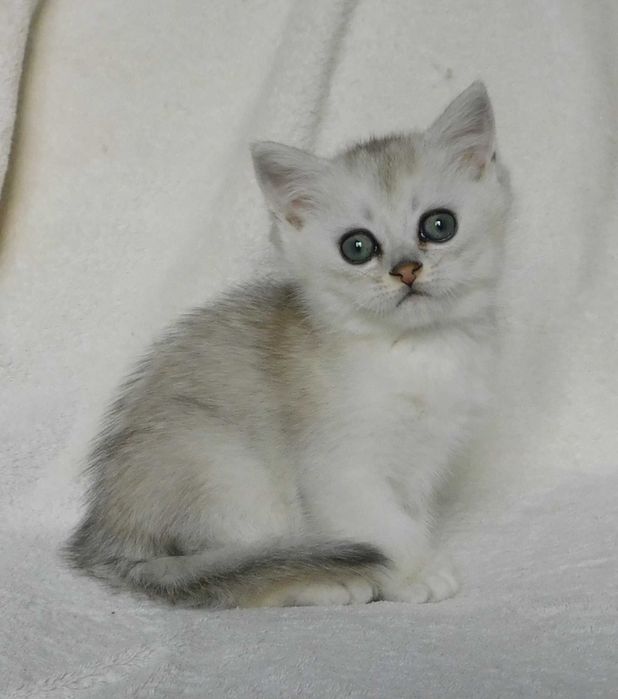 Шотландські сріблясті шиншили хлопчики Джеміні та Голді