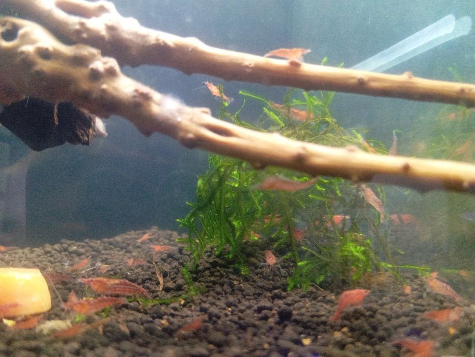 Neocaridinas Red Cherry