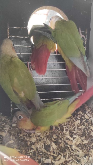 Aves para criar á mão