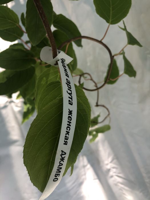 Актинідія в горшку. 14 сортів. Самовивіз та пошта