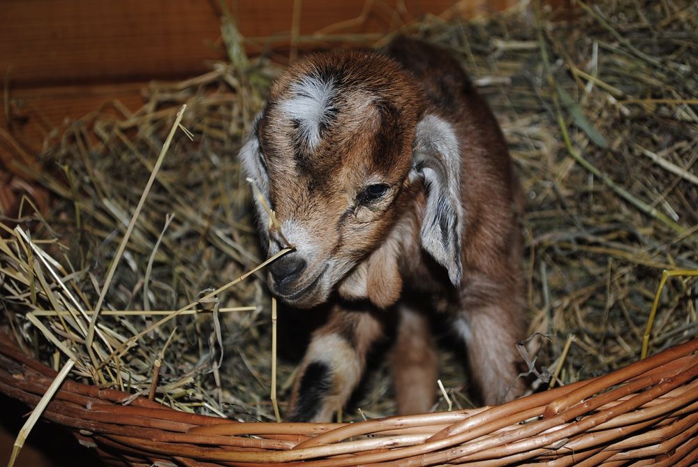 Міні козлик Ан+ міні