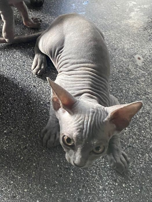 Канадский сфинкс