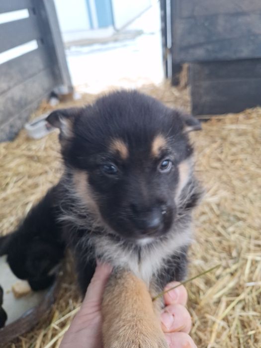 Прдам щенят вівчарки