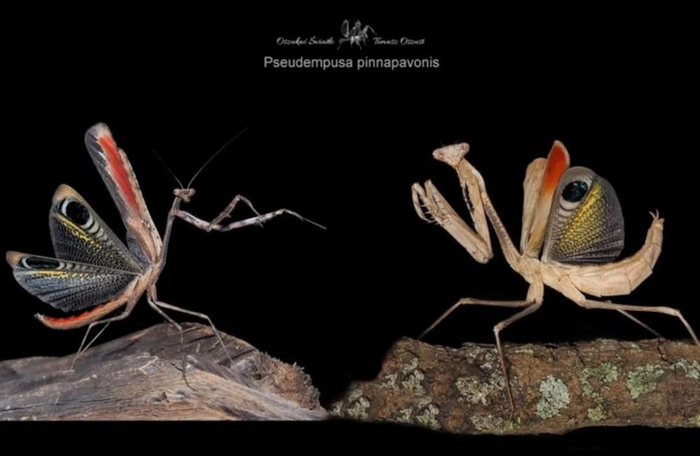 Pseudempusa pinnapavonis Parki 4/5
Modliszka pawia 

Występowanie :