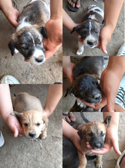 Tenho cães bebés para dar