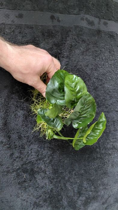 Anubias spore pędy