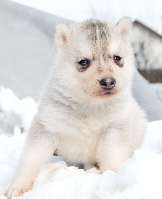 Малята ведмежата хасочки.