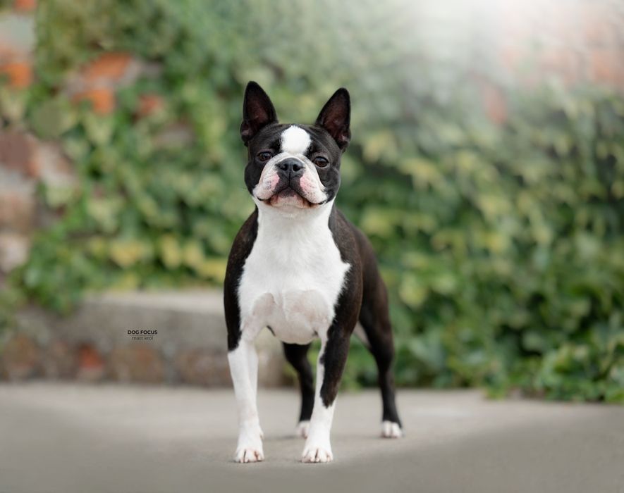 Boston Terrier FCI zapowiedź miotu