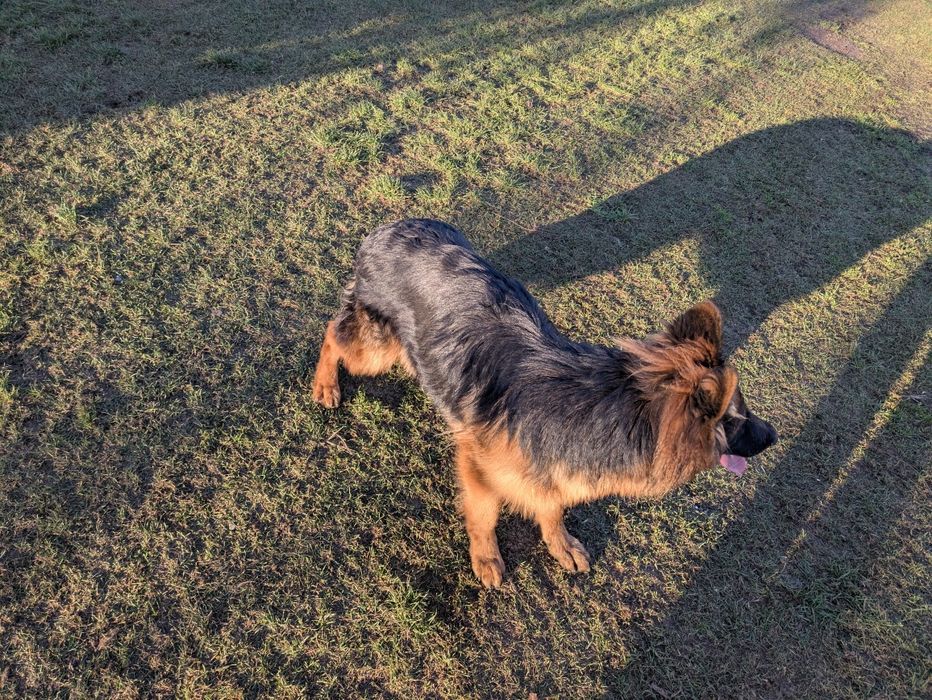 Owczarek niemiecki suka