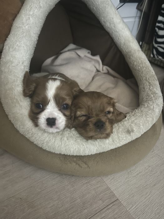 Цуценята Кавалер Кінг Чарльз спаніель