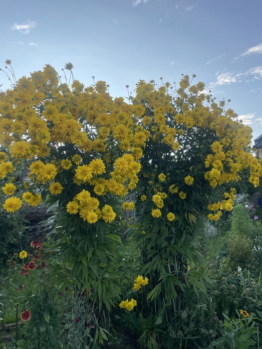 Rudbekia naga wysoka i inne,byliny wieloletnie