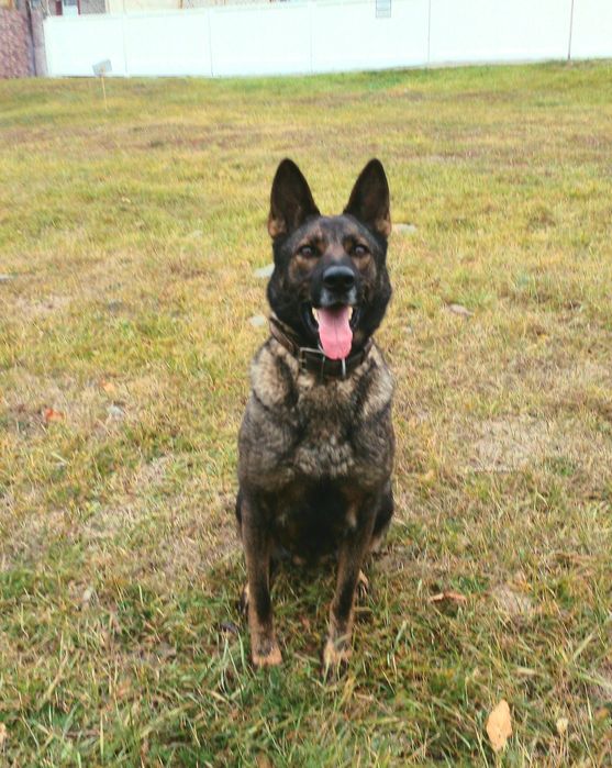 Цуцики Німецької вівчарки.