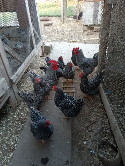 Інкубаційне яйце курей Амрокс