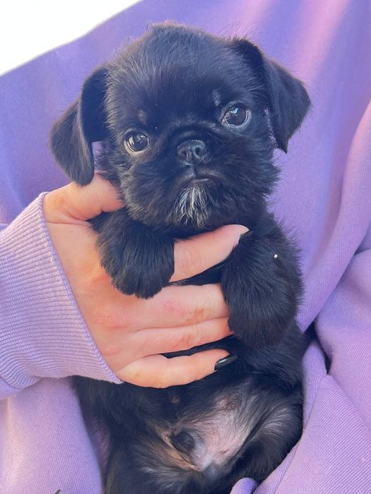 Цуценята для душі