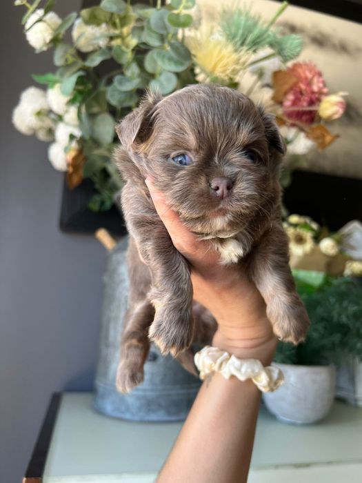 Chihuahua  Lilac de olhos azuis . Menino . Pêlo Longo.  Lindo demais.