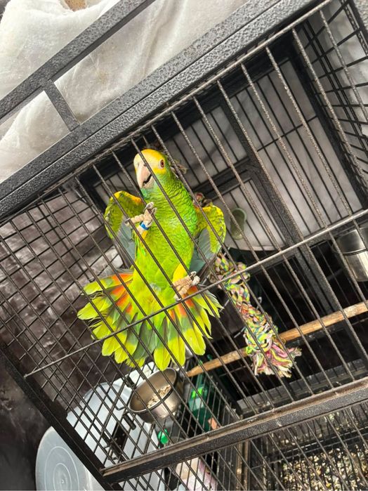 Papagaio amazonas barbadensis