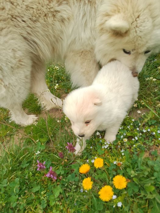 Самоїдська собака  хлопчик