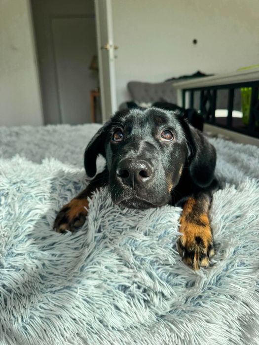 Enzo 5 miesiecy do adopcji