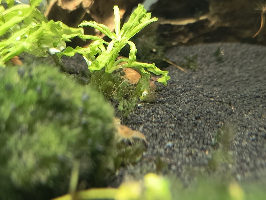 Raczek CPO ( Cambarellus Patzcuarensis Orange)