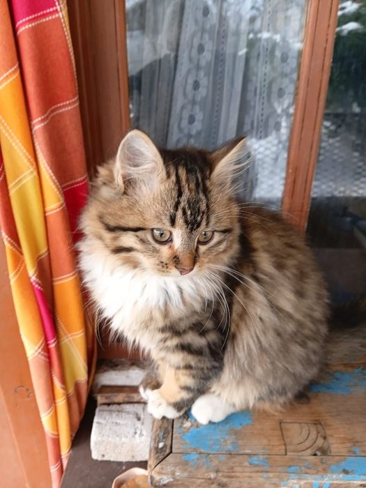 Отдам в хорошие руки кошечку