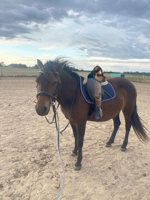 Klacz huculska programowa