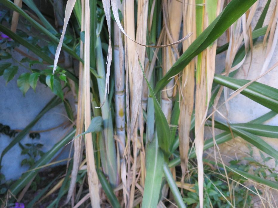 Planta cana de açúcar / sacarina para plantar