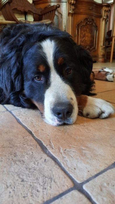 Бернський зенненхунд. Пес для в'язки