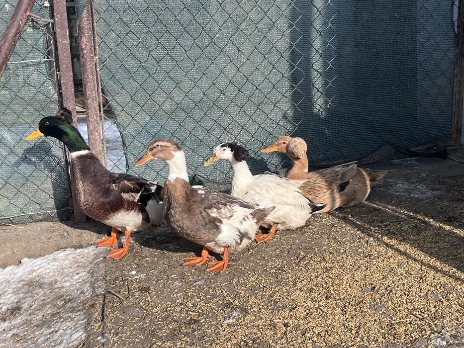 Kaczki staropolskie czubate stado zarodowe