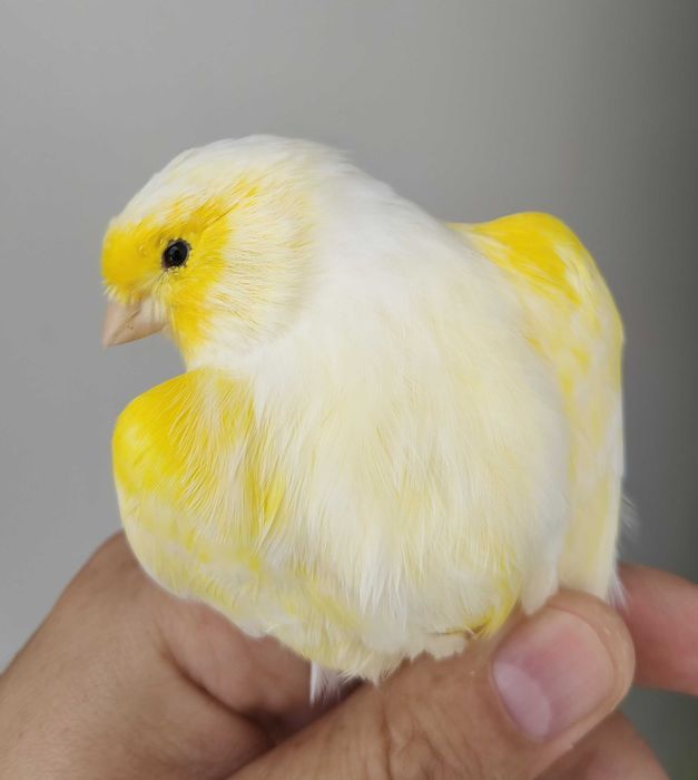 Canários Amarelo Mosaico