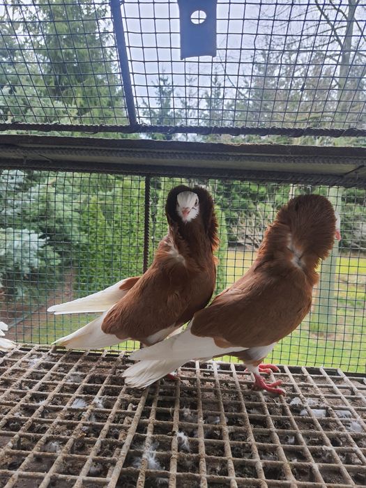 Sprzedam gołębie ozdobne kapucyny