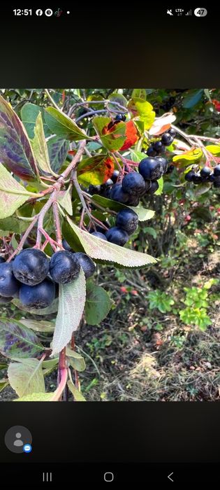 Aronia na soki, przetwory