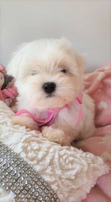 Mini Piesek Maltańczyk do 2,5 kg. Piękny. Bialutki.