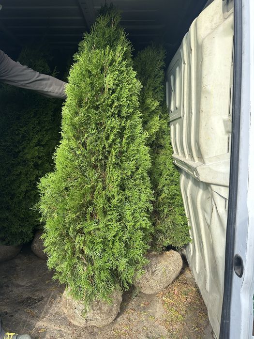 Thuja Smaragd 1,6m  >Gęsta< tuja żywopłot żywotnik