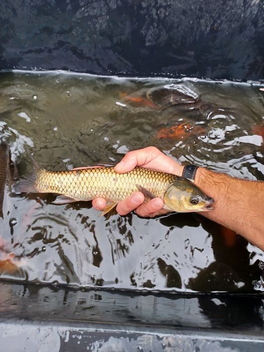 Pstrąg Palia . Okoń ,Sandacz , Jesiotr , Leszcz.
