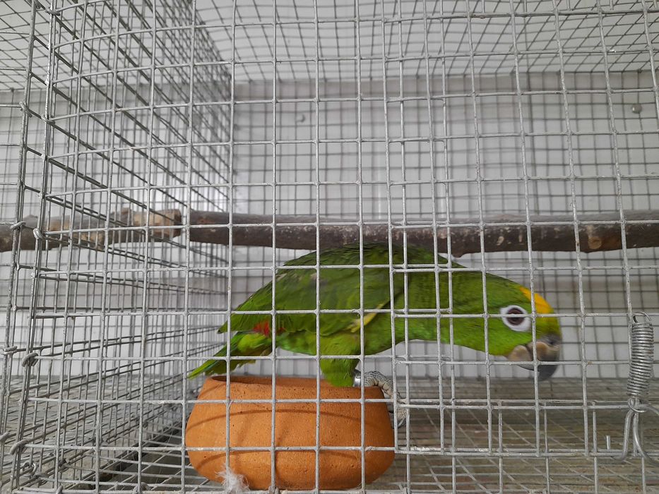 Amazonas ochrocephala, bebés de 2026