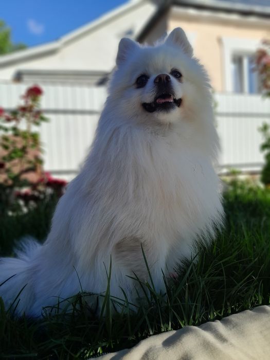 Померанський шпіц шукає наречену для в'язки