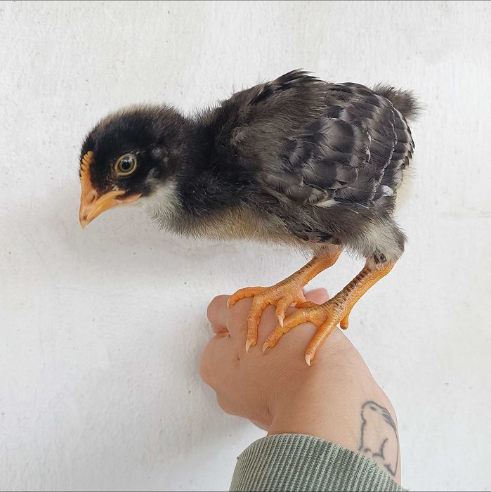 Galinha Pedrês Portuguesa