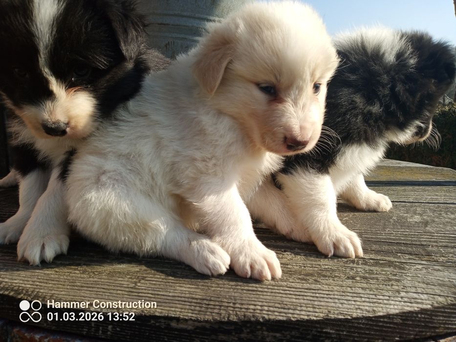 Szczeniak border collie