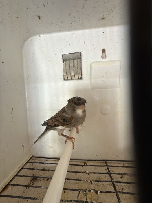 Canário alerquim português