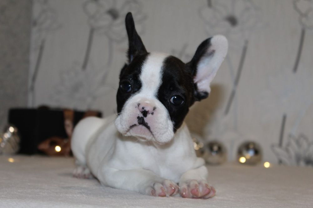 Французики генні карапузики