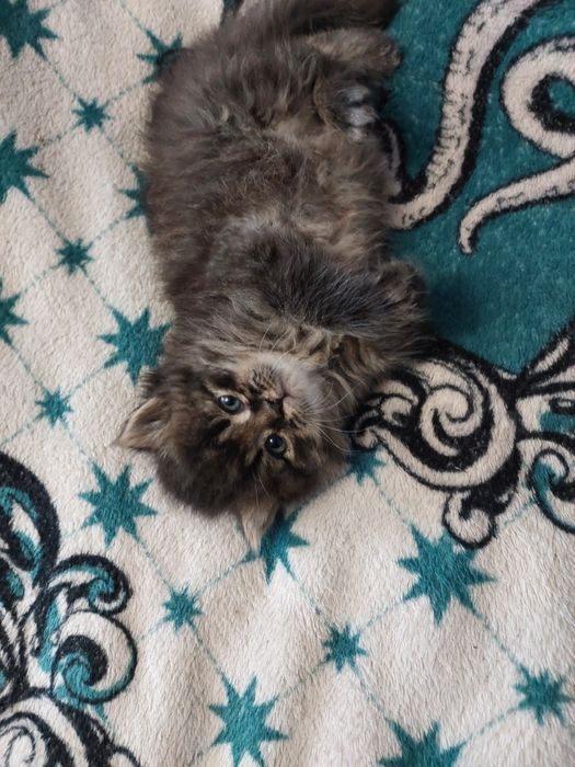 Кошенята шукають дім.