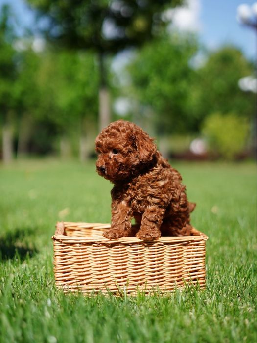 Плюшеві «ведмежата» — м'які, кругляві та неймовірно милі