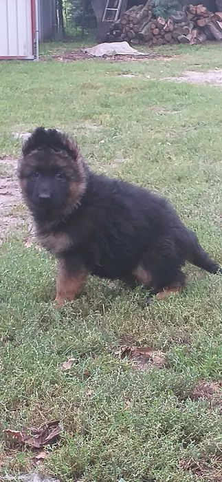 Owczarki niemieckie długowłose  szczenię rezerwacja