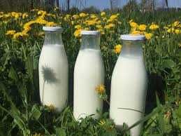 Mleko kozie (od kozy anglonubijskiej nie ma specyficznego zapachu).