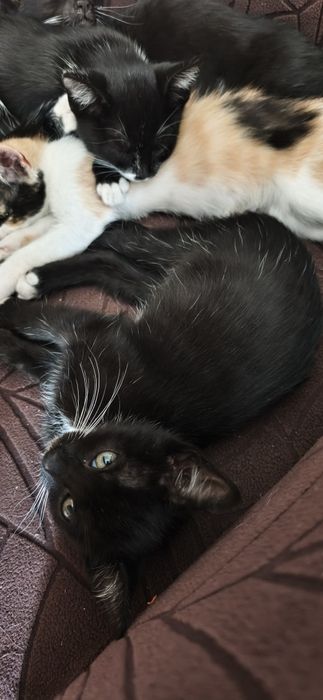 Do adopcji dwie kotki.