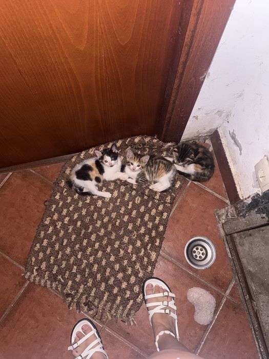 Gatinahs para adoção