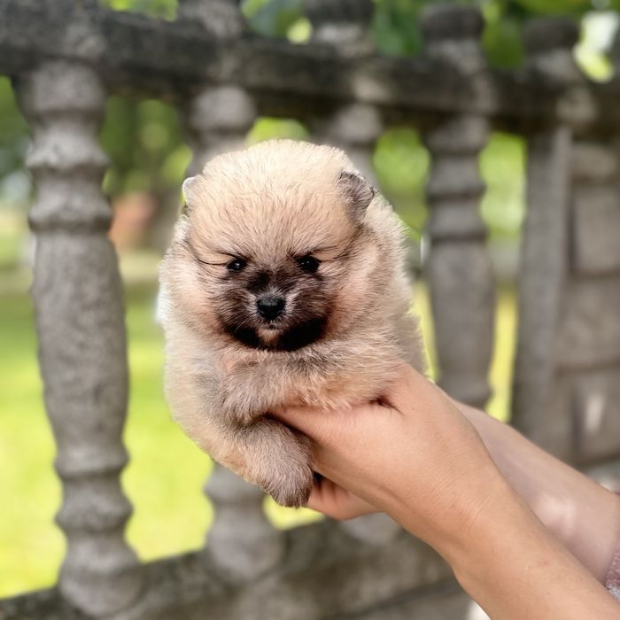 ляльковий ведмедик шоу классу