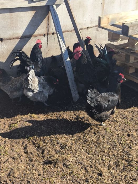 Jaja lęgowe kur rasy australorp i młode kurczaki