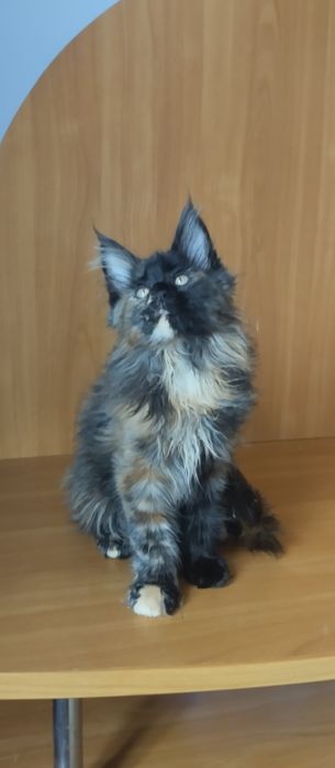 Мейн Кун девочка, окрас черепаховый. Возраст 3 месяца